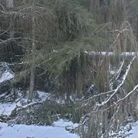 einsatz_2020-02-05_baum_auf_fahrbahn_lindbergmuhle-reg8_02.jpg