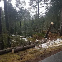 einsatz_2018-12-22_baum_auf_fahrbahn_kreuzstrassl-schleicher_06.jpg