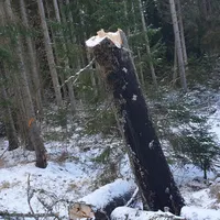 einsatz_2020-02-05_baum_auf_fahrbahn_lindbergmuhle-reg8_03.jpg
