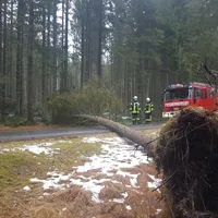 einsatz_2018-12-22_baum_auf_fahrbahn_kreuzstrassl-schleicher_04.jpg