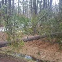 einsatz_2018-12-22_baum_auf_fahrbahn_kreuzstrassl-schleicher_01.jpg